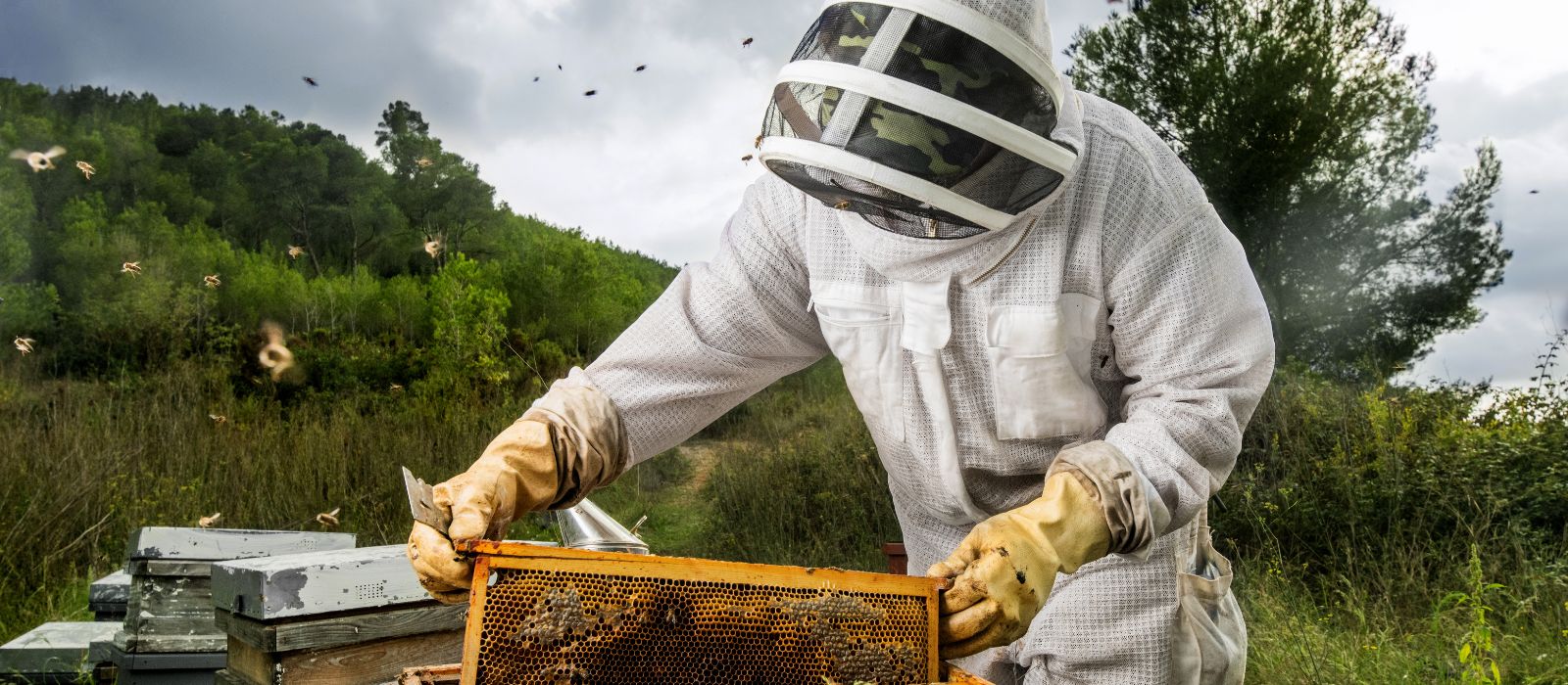 bee removal services in Hermanus
